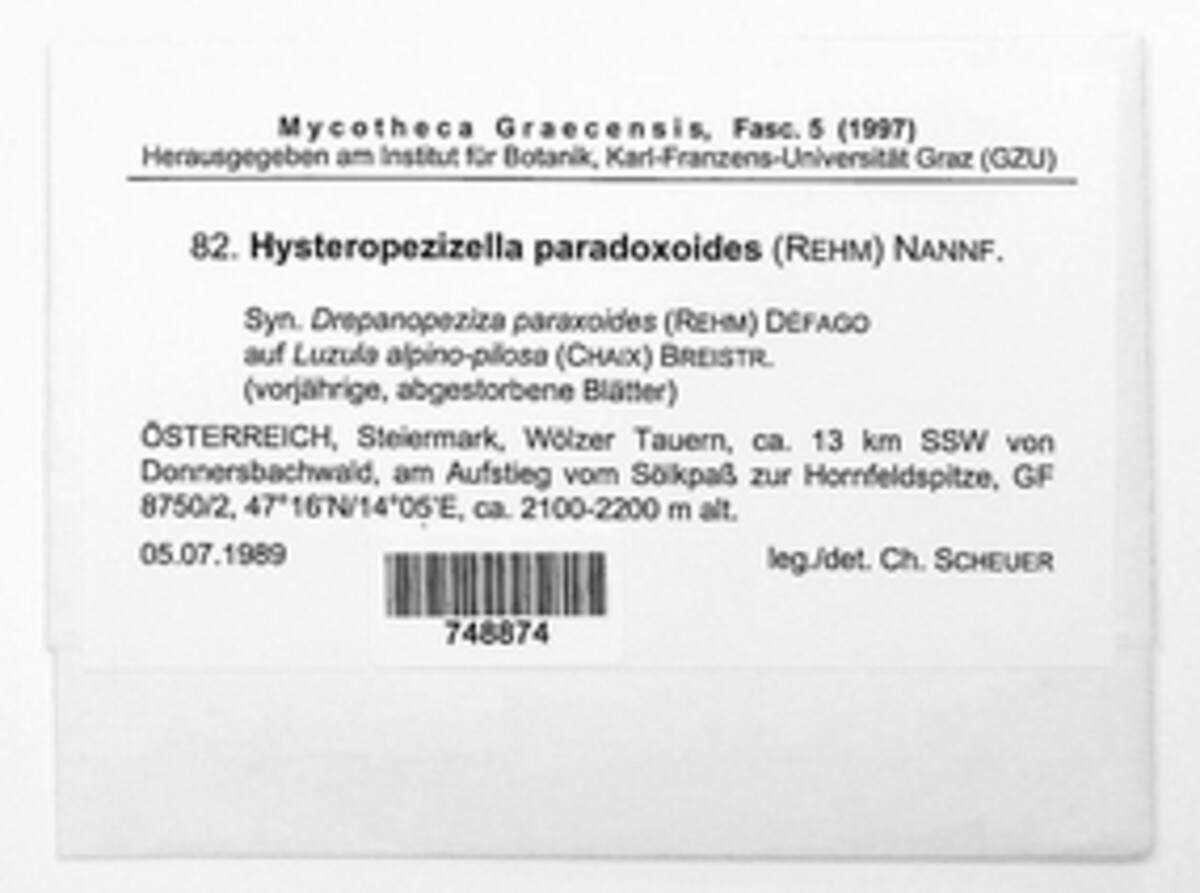 Hysteropezizella paradoxoides image